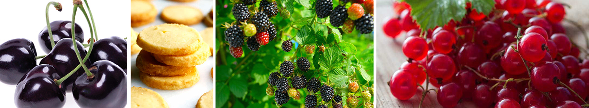 Sun-ripened Berries